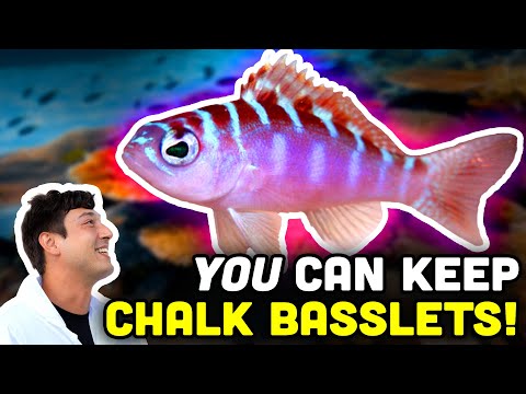 Talking Fish: Chalk Bass! The ULTIMATE Beginner Fish?