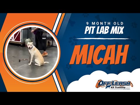 Pit Lab Mix, 9 Month Old, Micah| One Week BNT| Best Dog Trainers Northern VA |  Off Leash K9