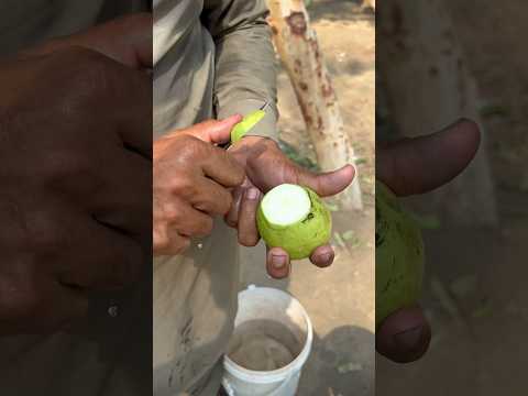 Amazing guava fruit cutting | guava fruit 🍋‍🟩