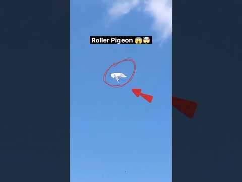 Roller Pigeon 🤯 || Kabutar ki video || Palti Baj kabutar || #pigeon #rollerpigeon #kabutarbazi #bird