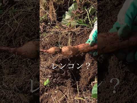 サツマイモ収穫🍠 #家庭菜園#shorts#サツマイモ