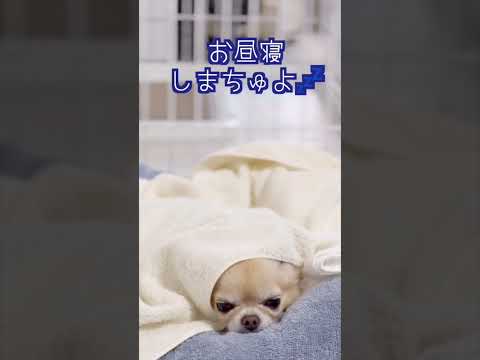 風鈴🎐とセミとチワワ🐶かわいい9月の残暑☀️お見舞い #shorts