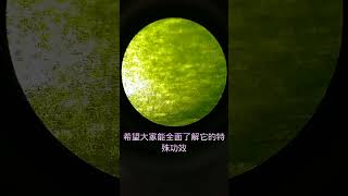 秋葵放大500倍#科學生活家