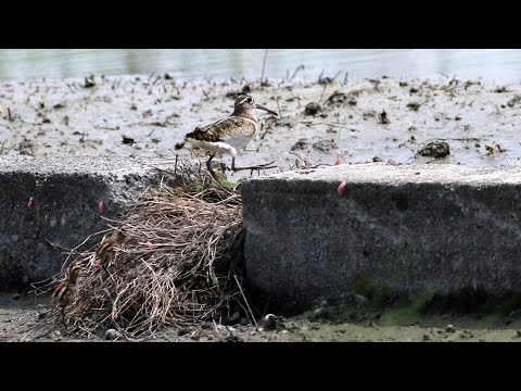 東港鎮的彩鷸Rostratula benghalensis   （2024 05 25）