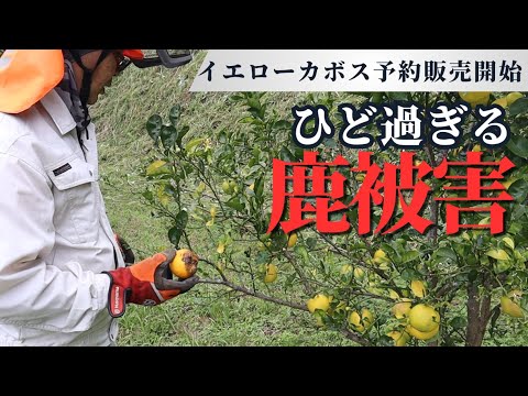 鹿に荒らされたカボス畑｜イエローカボス予約販売開始します！