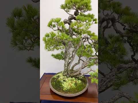 49th Sakufu Bonsai Exhibition. #bonsai #盆栽 #bonsaiexhibition