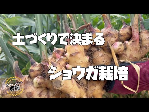 ４月になったらすぐ植えたい！！【生姜】の土づくりと種生姜選び・芽出し！【農家の家庭菜園】【ショウガ】