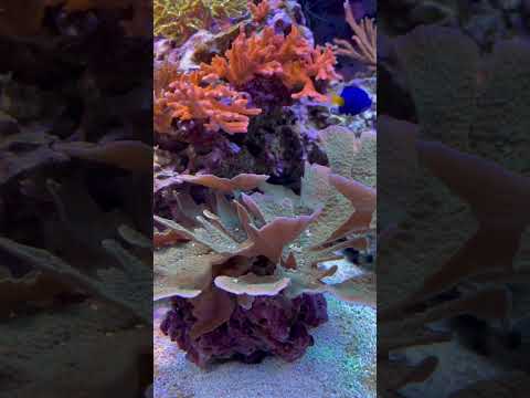 Quick update 4/7 #aquarium #marinetank #reefaquarium #update #reef #aquariummtp #mtp