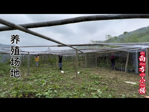 养殖场地终于弄好了，接下来就是要开始养鸡，你们说养多少合适【南方小杨】