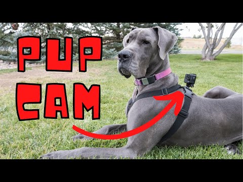 GoPro + Great Dane + Dog Park: What Could Possibly Go Wrong?!?