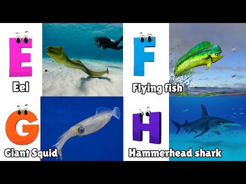 Sea Animals ABC Song for Kids | Phonics for Kids | Learn Alphabet Letters