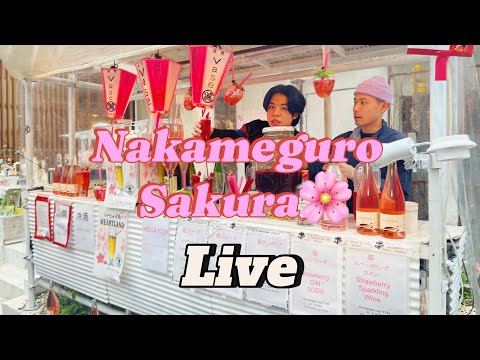 【LIVE】 中目黒 花見 도쿄벚꽃구경 나카메구로 Tokyo Love Letter 도쿄러브레터 💌 がライブ配信中！ Hanami in Nakameguro