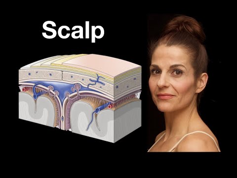 Anatomy of the Scalp