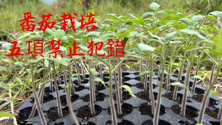 【種番茄栽培技術】栽苗的五項🈲止犯的錯【嬌女與黑珍珠】避開這幾項番茄茁壯成長