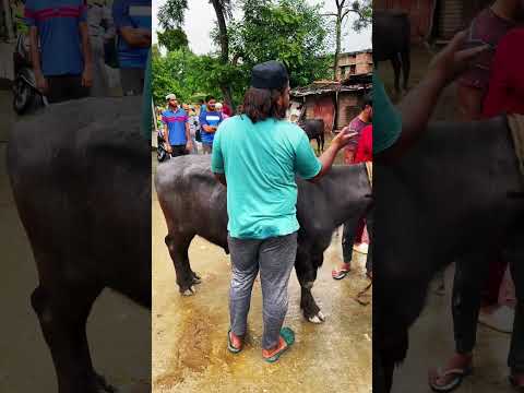 Bakra eid vlog || Daily mini vlog #shorts