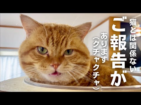 猫とは関係ないご報告があります。