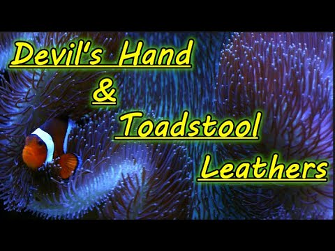 Devil's Hand and Toadstool Leather Care Sarcophyton