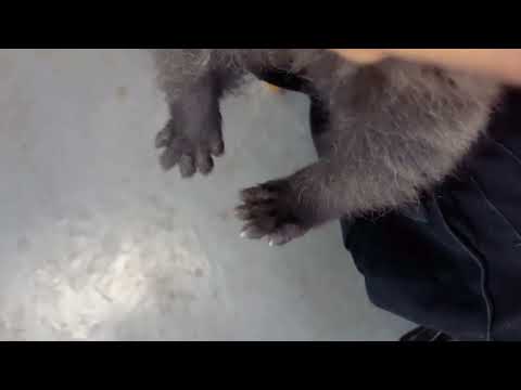 Shocking red pandas also step on milk when drinking it