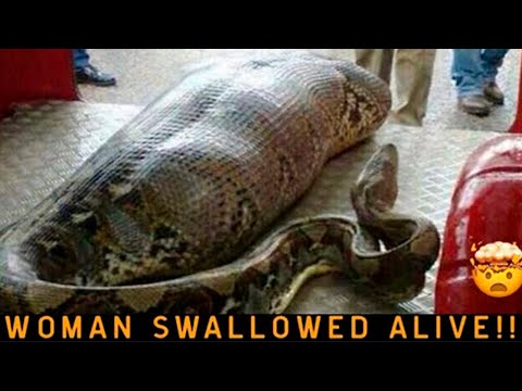 Craziest Wildlife Moments: Unbelievable Encounters