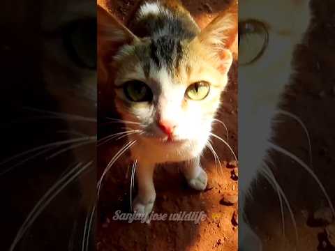 cat sound🐈kitten sound meow💤बिल्ली की आवाज़ #shorts #short #shortvideo #shortsfeed #cats #catmeow