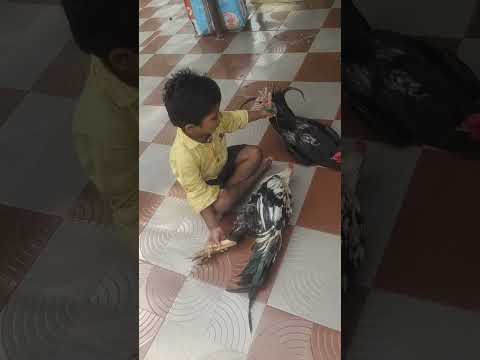 My Thammudu playing in real hen #hen #viral #teluguvlogs 😄_