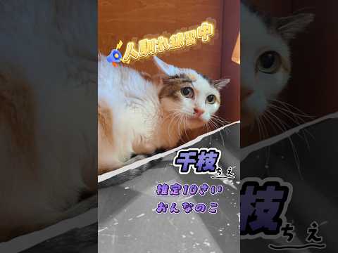 【譲渡動物紹介】千枝01 #shorts #cat #猫  #川崎市 #保護猫 #動物保護施設 #愛護センター