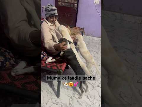 Mumy k pyare bache🐶😍| help street dogs | #trending #shorts #ytshorts #doglover