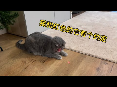 我和红色的它有个约定#cat #折耳猫#红色的小点点