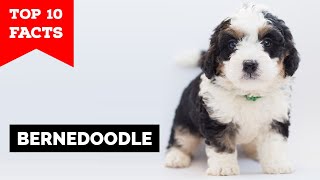 Bernedoodle  - Top 10 Facts