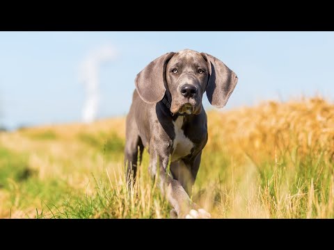 Great Dane vs  Samoyed Big and Fluffy Breeds