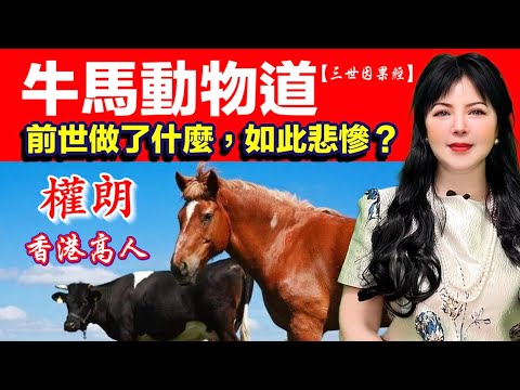 今生牛馬動物身，前世做了什麼？三世因果經｜權朗，香港玄學家，七仙女轉世｜2024年90個神準預言 樣樣中玄學家｜2023年137個神準預言 全成真