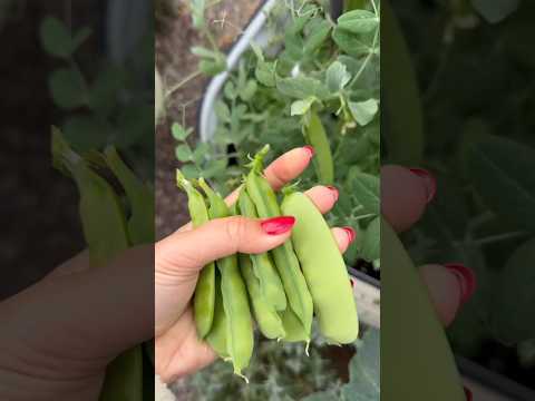 sweet pea #gardening #peas #organic