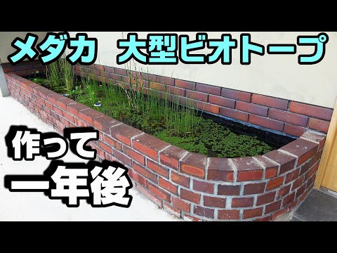 １年前に作ったメダカのビオトープ復活！ 大繁殖！？