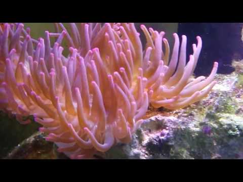 - Tony Nguyen 210 in wall SPS reef tank update 3-5-18 ( blue coral not doing well...=[. )