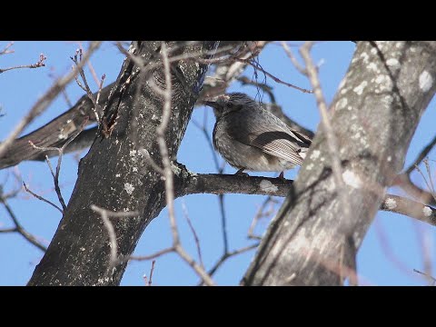 【えりすいしかり】初春の紅葉山公園