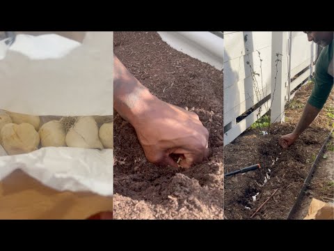 SPRING GARLIC | PLANTING GARLIC | GLOG 019