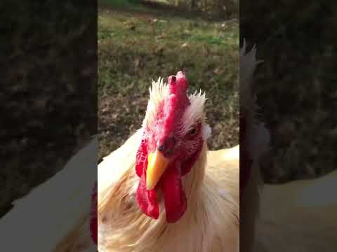 Chicken steals treat from rooster. Get back here 😡 #backyardchickens #chicken #hen #rooster