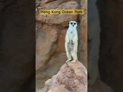 Hong Kong Ocean Park 香港海洋公園 #panda #meerkat #wildanimals #themepark #oceanpark #hongkong