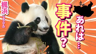 【パンダアイドル楓浜】事件現場が見える‼️飼育員さ〜ん早く来てよ🐼あれ大丈夫か〜❓