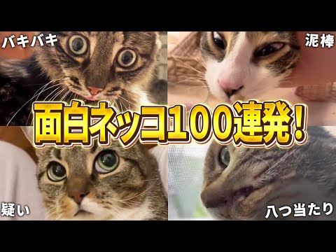 【2ch動物スレおもしろ猫100連発！】ツッコミどころ満載な猫のおもしろ動画集！パート11（鳴き声、子猫、かわいい）