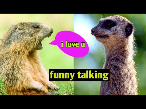 funny animals talking || hindi debed || fun superfast