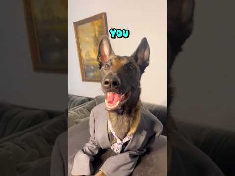 #malinois with a proposal