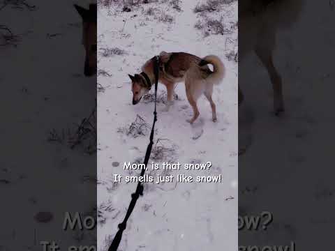 The dog can't believe it finally snowed in January!  #petlovers #pets #cute #dogslover