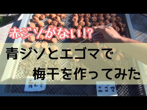 青ジソ＆エゴマで梅干しを作るとどんな味？