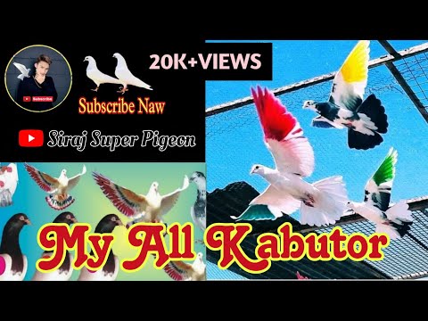 My all kabutar#shorts #youtubeshorts#kabootar #pigeon #shortsviral #pigeonlove#bird#trending #video