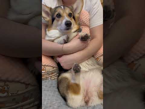 НУЖНО ПРОСТО ПОМАЗАТЬ ЛАПКУ ИЛИ КАК БОЯТСЯ КОРГИ #dog #corgi #funny #pets #cute