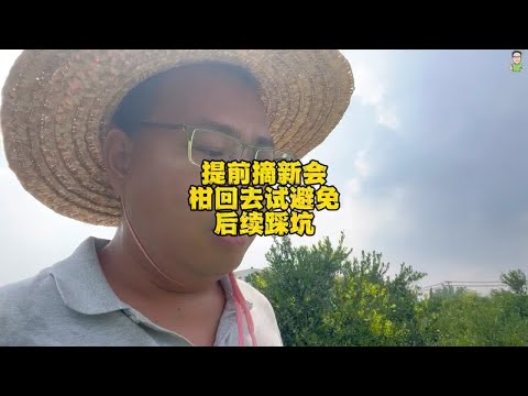 提前摘新会柑回去试，避免后续踩坑，多试才能确认口感好