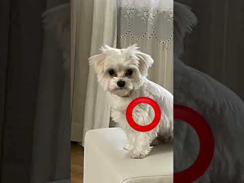 Tap the circle really fast!😎 #dragon1256 #dog #puppy #tapthecircle