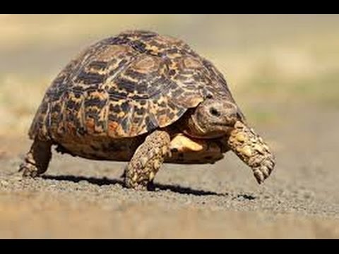 Sea Turtles Documentary HD - Documentary tortoises & Turtles