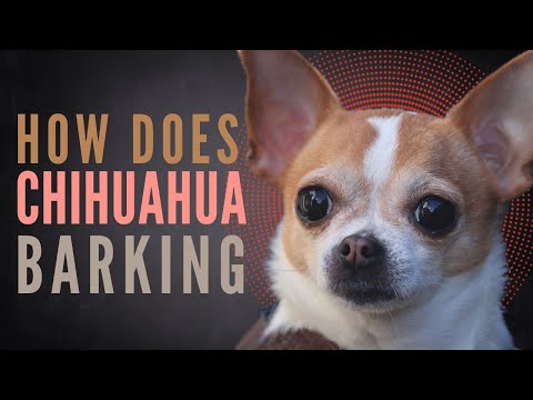 Chihuahua Barking Dog Bark Sounds. Little Chihuahua Barking at a Cat